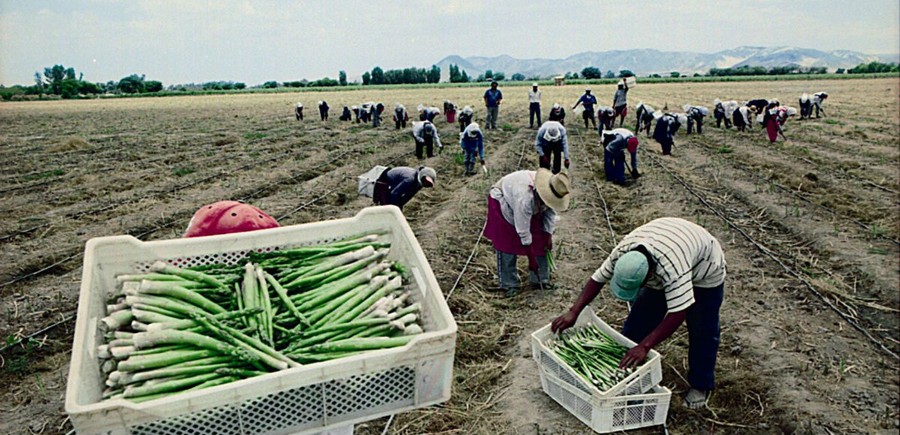 Landnutzung, Agroexporte und Wasserknappheit in Peru – Folgen der kapitalistischen Landnutzung an der peruanischen Küste